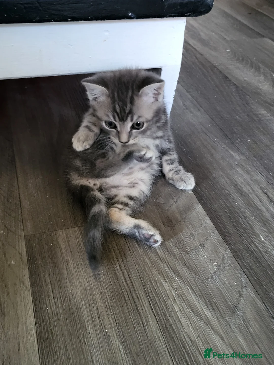 Mixed Breed cats for sale: Beautiful mixed kittens  - Advert 2