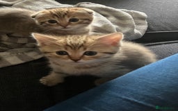 Scottish Fold cats for sale: 1 fold 2 straight Scottish darlings  - Image 24