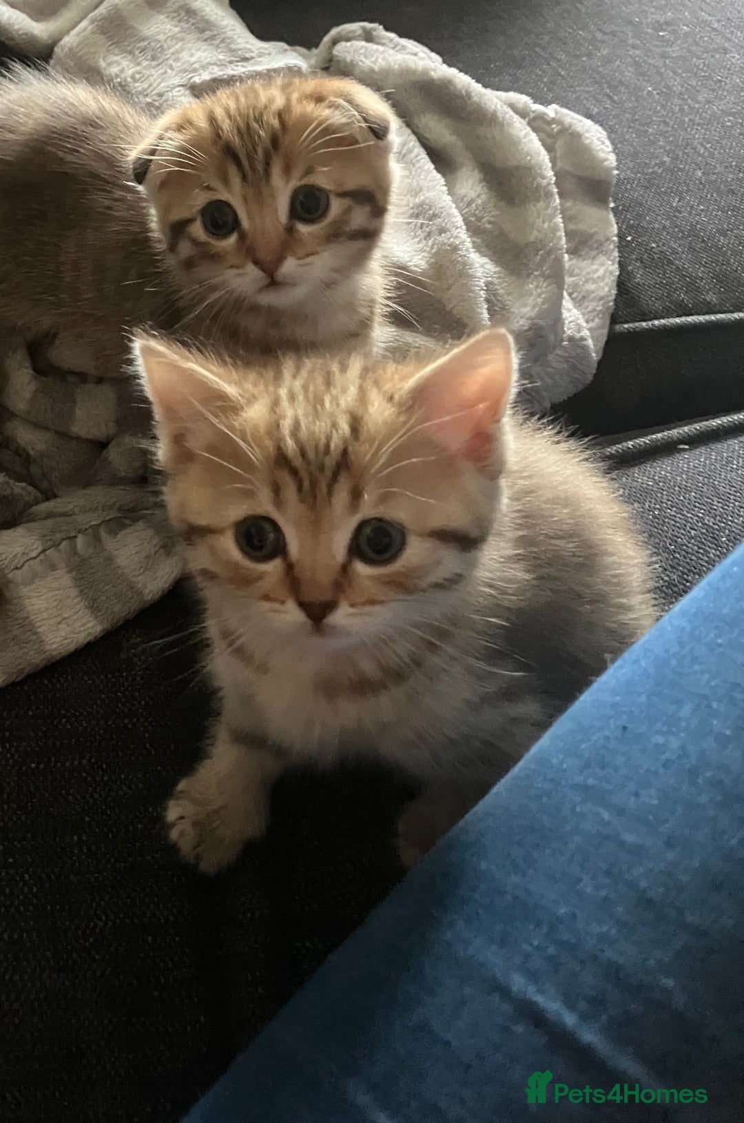 Scottish Fold cats for sale: 1 fold 2 straight Scottish darlings  - Image 24