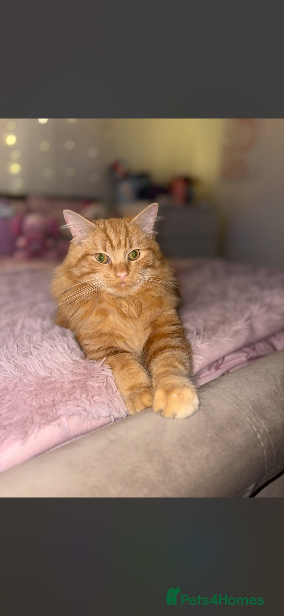 Mixed Breed cats Long haired male ginger cat  - Advert 2