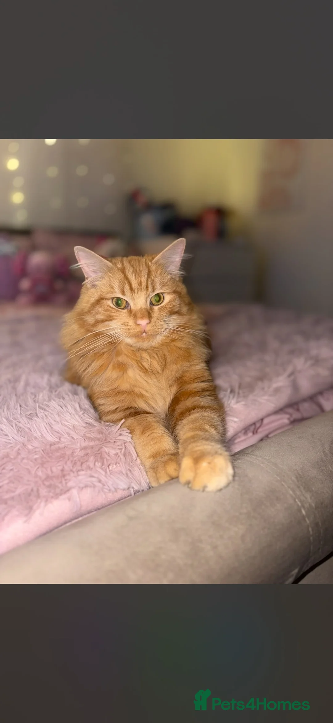 Mixed Breed cats for sale: Long haired male ginger cat  - Advert 1