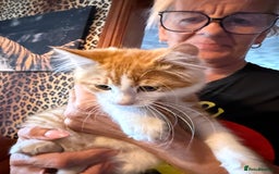 Mixed Breed cats for sale: A BOY AND A GIRL, READY NOW  - Image 2