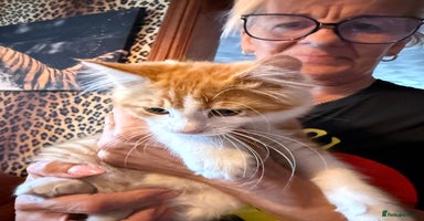 Mixed Breed cats - Advert 7