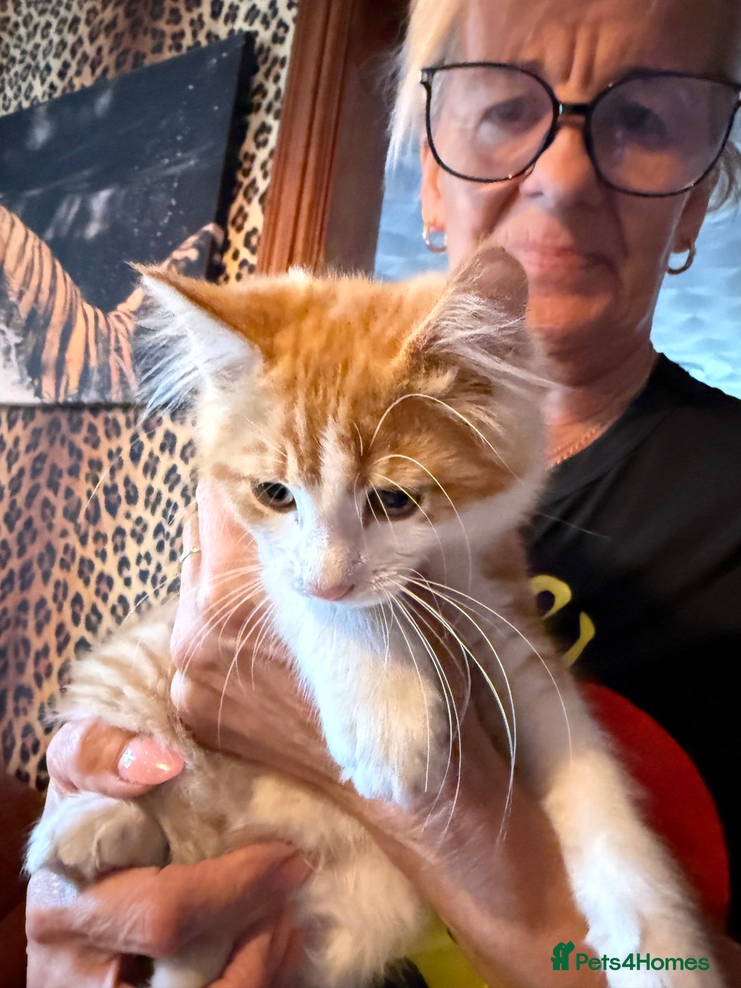 Mixed Breed cats for sale: A BOY AND A GIRL, READY NOW  - Image 2