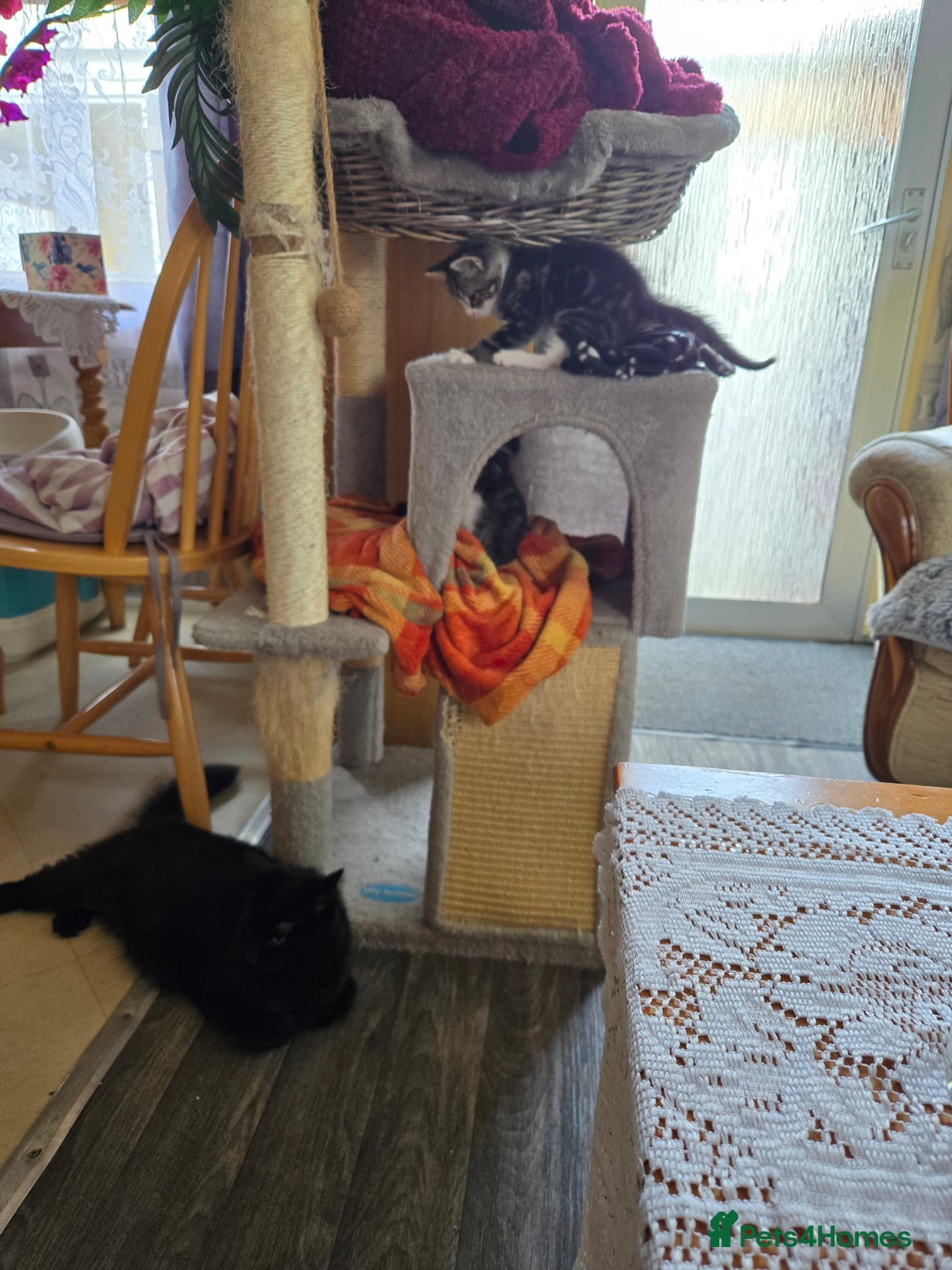 Mixed Breed cats for sale: Kittens - Image 5