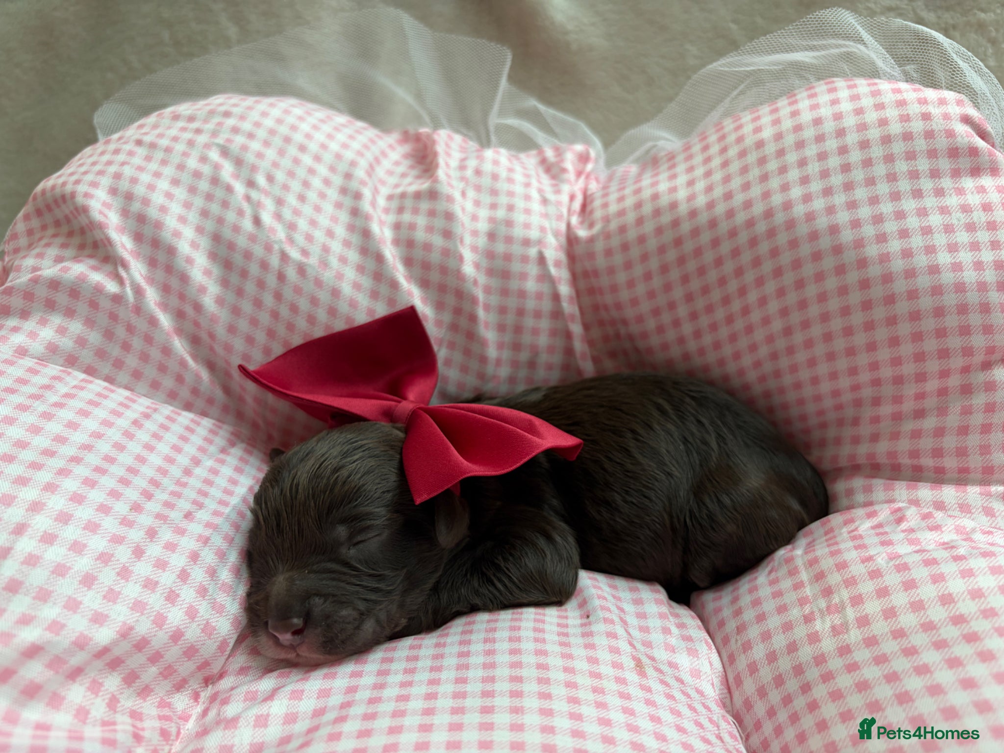 Cavapoo dogs for sale: F1 Chocolate Dream Cavapoos 🤎 - Advert 2