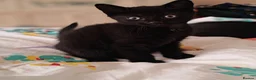 Mixed Breed cats for sale: Gorgeous black kitten male - Advert 4