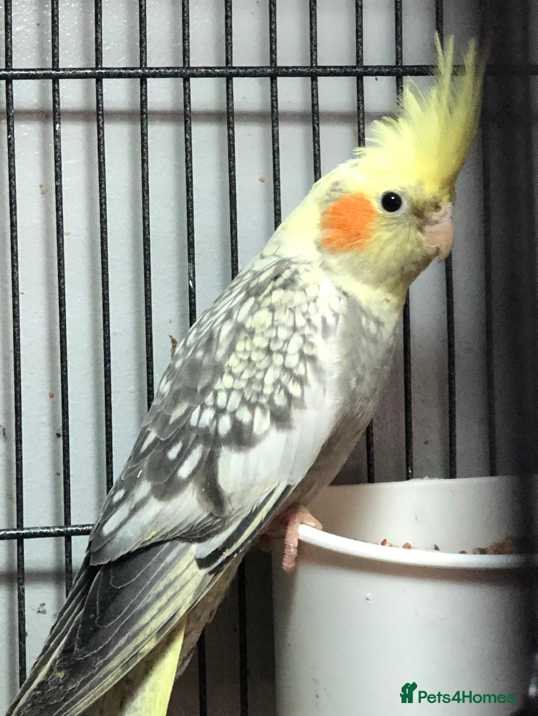 Cockatiels birds for sale: Baby Cockatiels - Image 5
