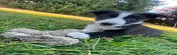 Border Collie dogs for sale: 3 Border Sheep dog Pups for Sale in Llandrindod Wells - Advert 9