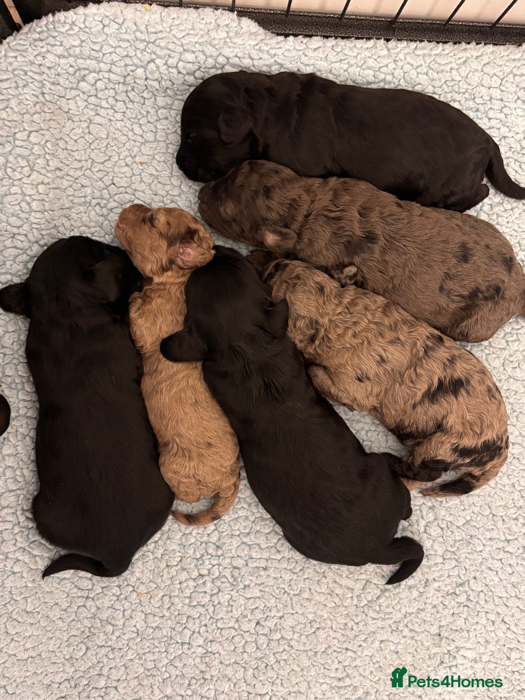 Cockapoo dogs for sale: F2 Cockapoo Puppies - Advert 1