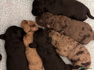 Cockapoo dogs F2 Cockapoo Puppies - Advert 18