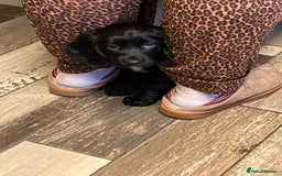 Sprocker dogs for sale: Black beauty  - Advert 4