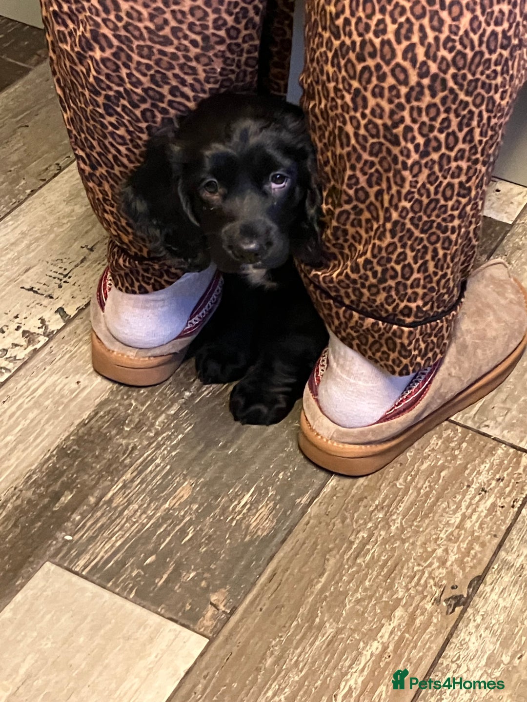Sprocker dogs for sale: Black beauty  - Advert 4