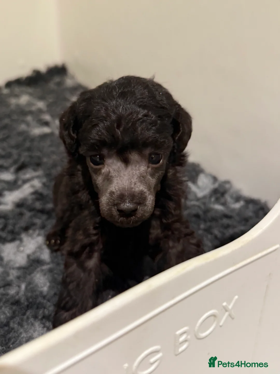 Miniature Poodle dogs for sale: OUTSTANDING SILVER MINI POODLES BEST IN 🇬🇧  - Advert 2