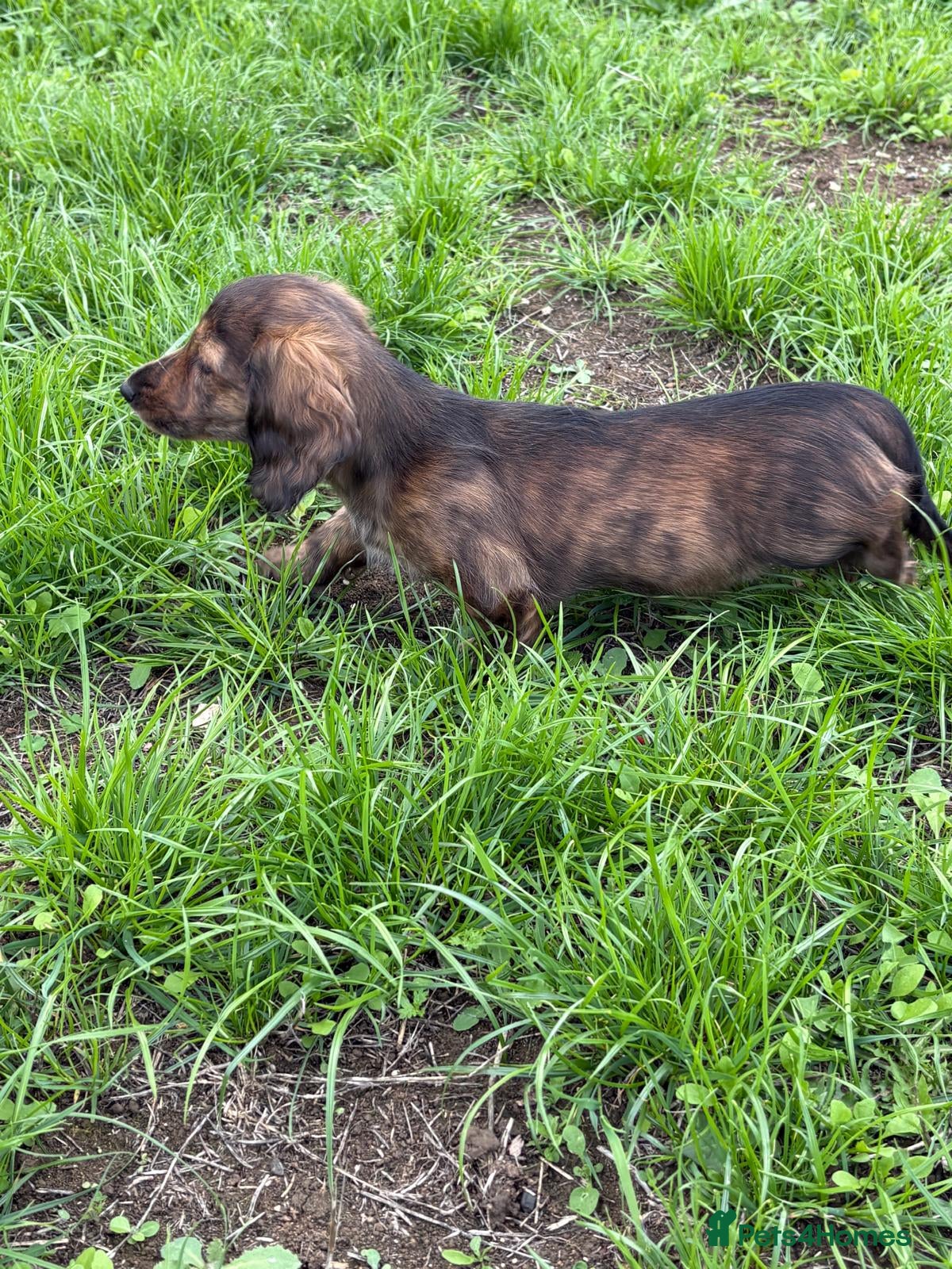 Miniature Dachshund dogs KC Reg, Champion Bloodline, Female Mini Dachshund - Advert 1