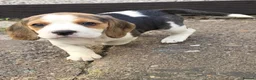 Beagle dogs for sale: 🐾Beautiful Beagle Puppies For Sale!🐶💕 - Advert 8