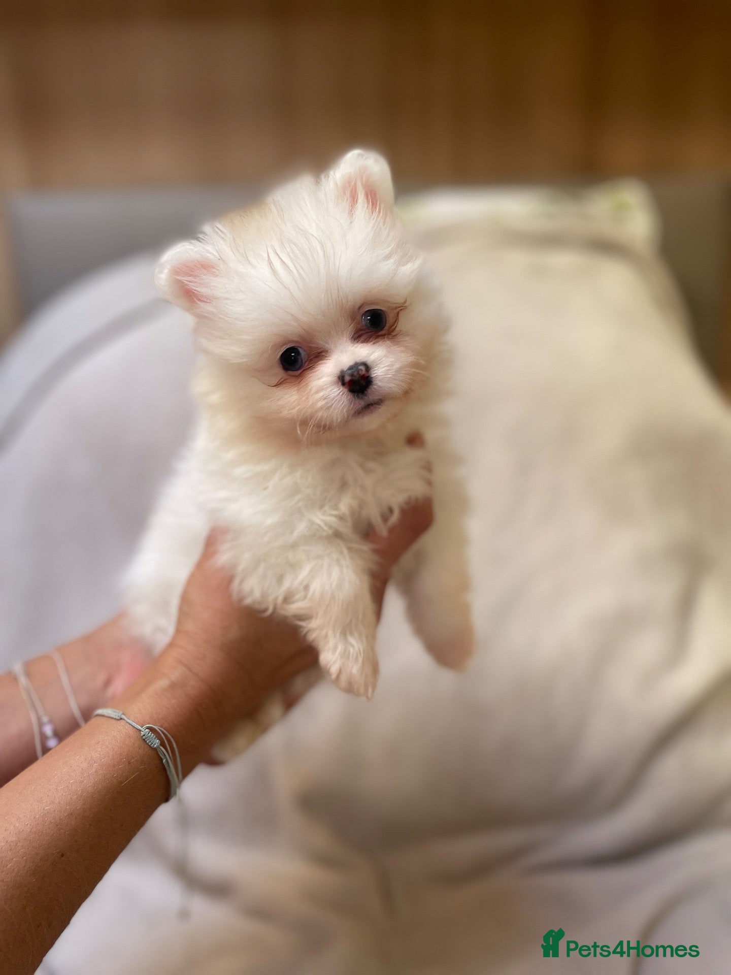 Pomeranian dogs for sale: Stunning Pomeranians - Advert 17