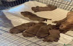 Basset Fauve De Bretagne dogs for sale: Basset Fauve De Bretagne Pups - Image 2