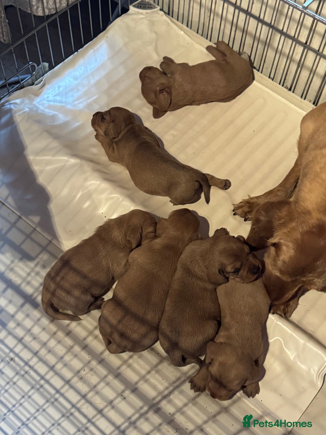 Basset Fauve De Bretagne dogs for sale: Basset Fauve De Bretagne Pups - Image 2