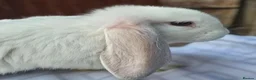 French Lop rabbits for sale: French Lops in Cambridge - Advert 6