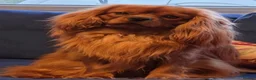 Cavalier King Charles Spaniel dogs for stud: Stud available. Solid Ruby Cavalier King Charles - Advert 2