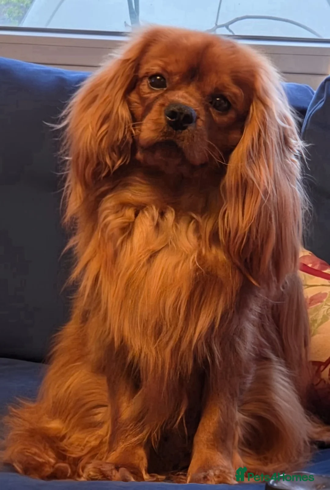 Cavalier King Charles Spaniel dogs for stud: Stud available. Solid Ruby Cavalier King Charles - Advert 2