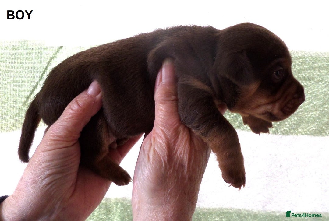 Jack Russell dogs for sale: Beautiful Muchwenlock Jack Russell puppies - Advert 27