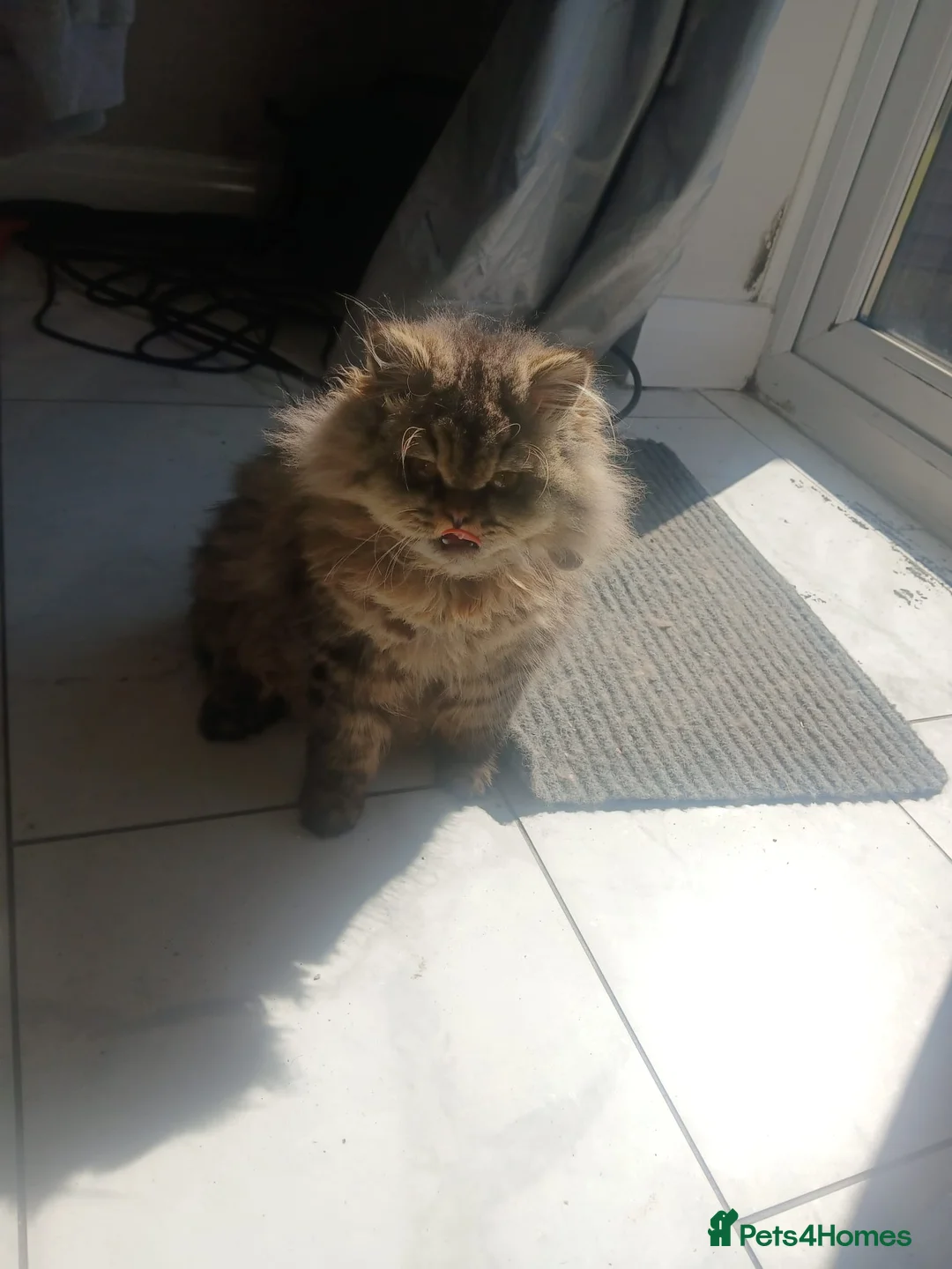 Persian cats for sale: 7 month old Persian Kitten - Advert 4