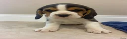 Beagle dogs for sale: Chunky friendly beagles  - Advert 6