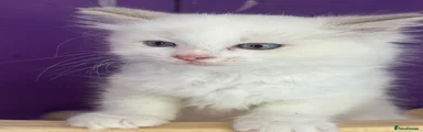 Ragdoll Kitten 2