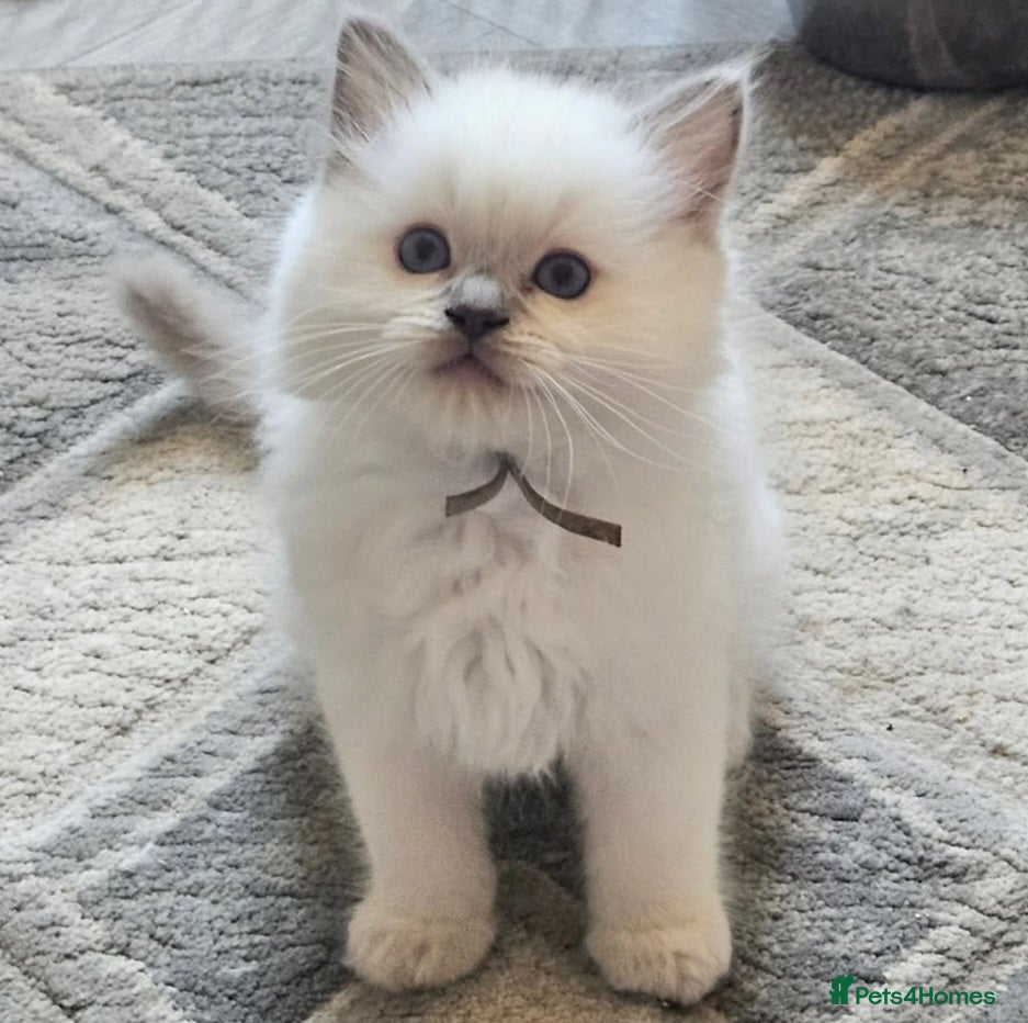 Ragdoll cats lilac ragdoll pedigree registered boy - Advert 4