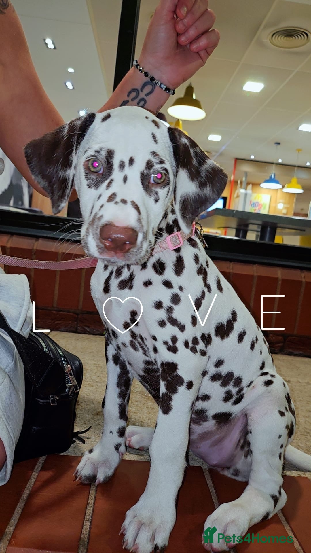 Dalmatian dogs for sale: Dalmatian - Image 2