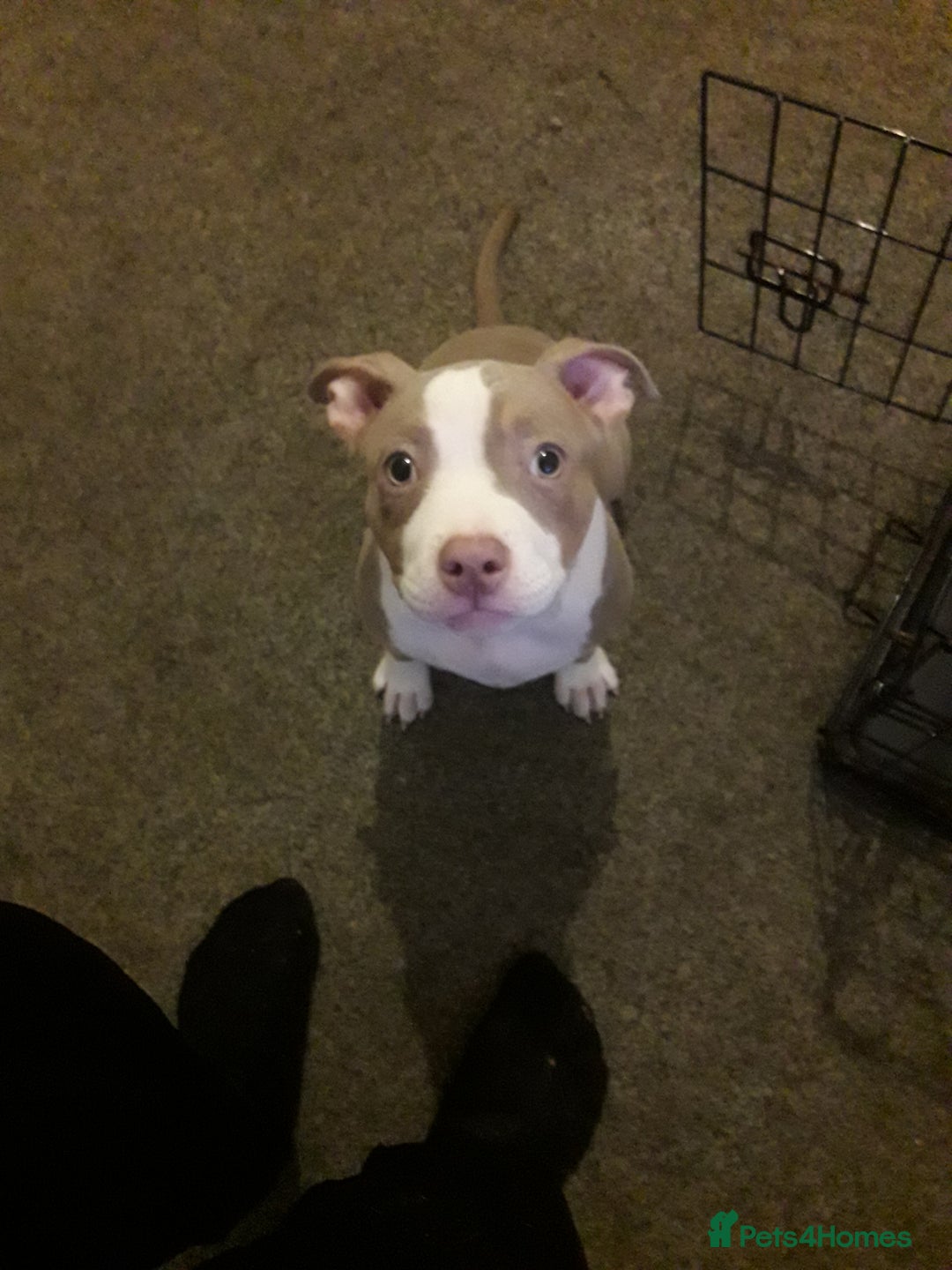 Mixed Breed dogs for sale: 3 month old pocket bullies  - Advert 4