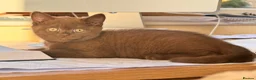 British Shorthair cats for sale: Stunning proven cinnamon stud  - Advert 2