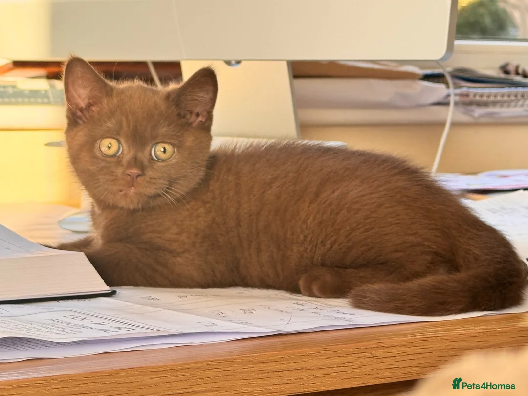 British Shorthair cats for sale: Stunning proven cinnamon stud  - Advert 2