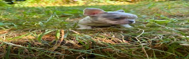 French Bulldog 1