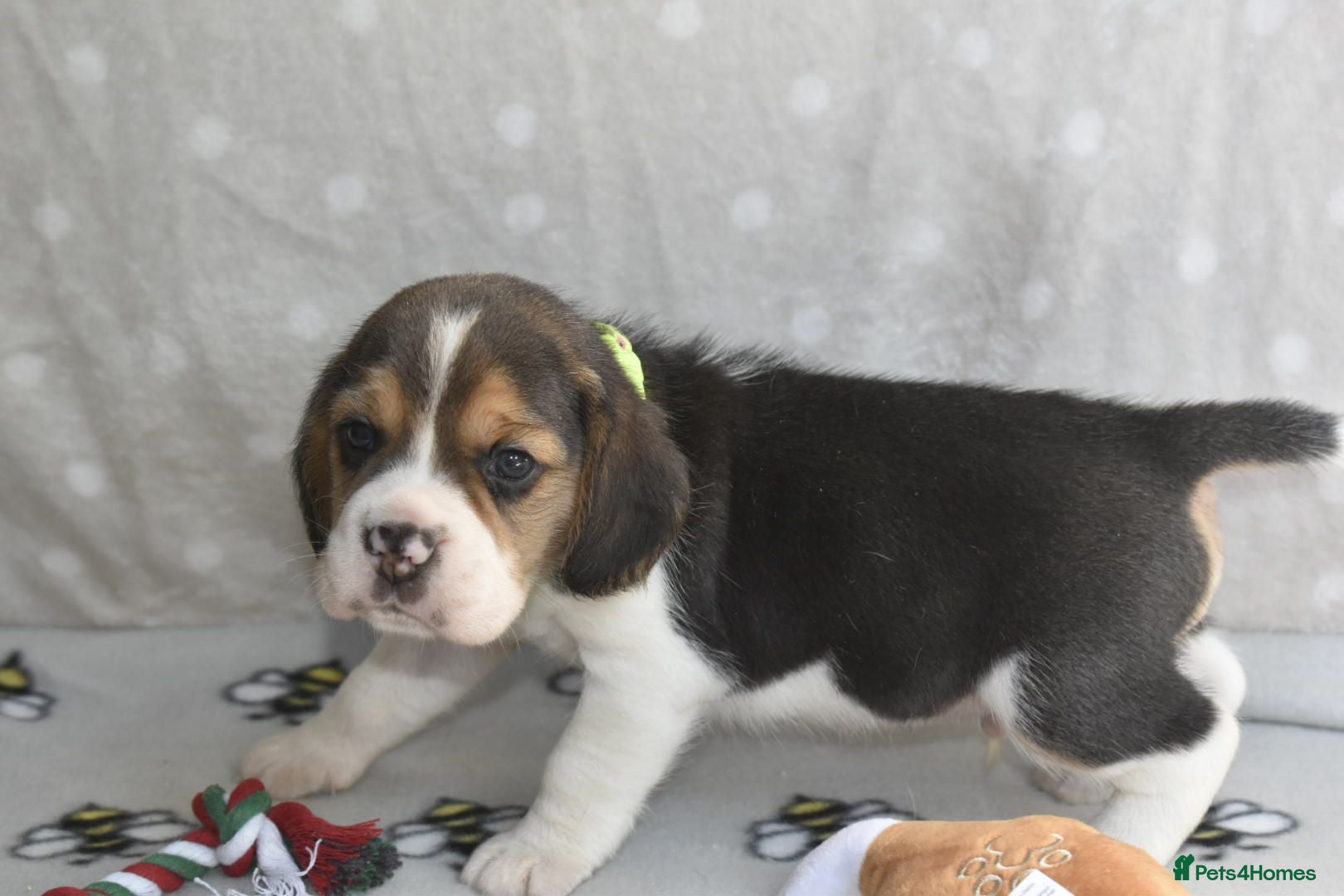 Beagle dogs Beautiful beagle puppies  - Advert 7