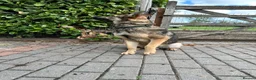 German Shepherd dogs for sale: ZEUS AND LUNA 2 GERMAN SHEPHERDS 8 MONTHS OLD  - Advert 4