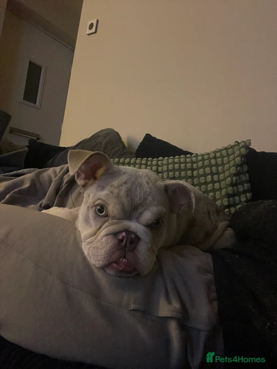 English Bulldog dogs for sale: Bulldog for rehoming  - Advert 2