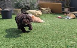 Cockapoo dogs for sale: F1B CHOCOLATE BROWN MERLE FEMALE COCKAPOO - Image 1