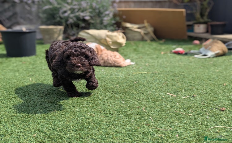 Cockapoo dogs - Advert 9