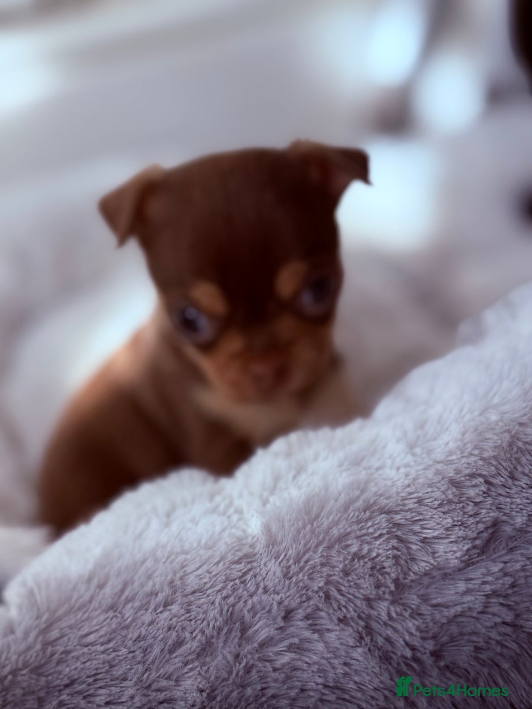 Chihuahua dogs for sale: 🐶 Tiny Chocolate & Tan Chihuahua Puppy 🐾 - Image 10