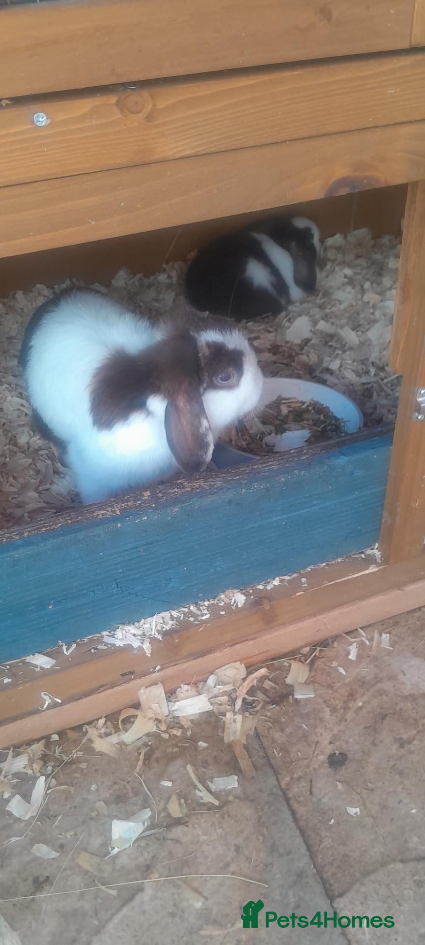 Mini Lop rabbits Mini lop girl - Advert 21