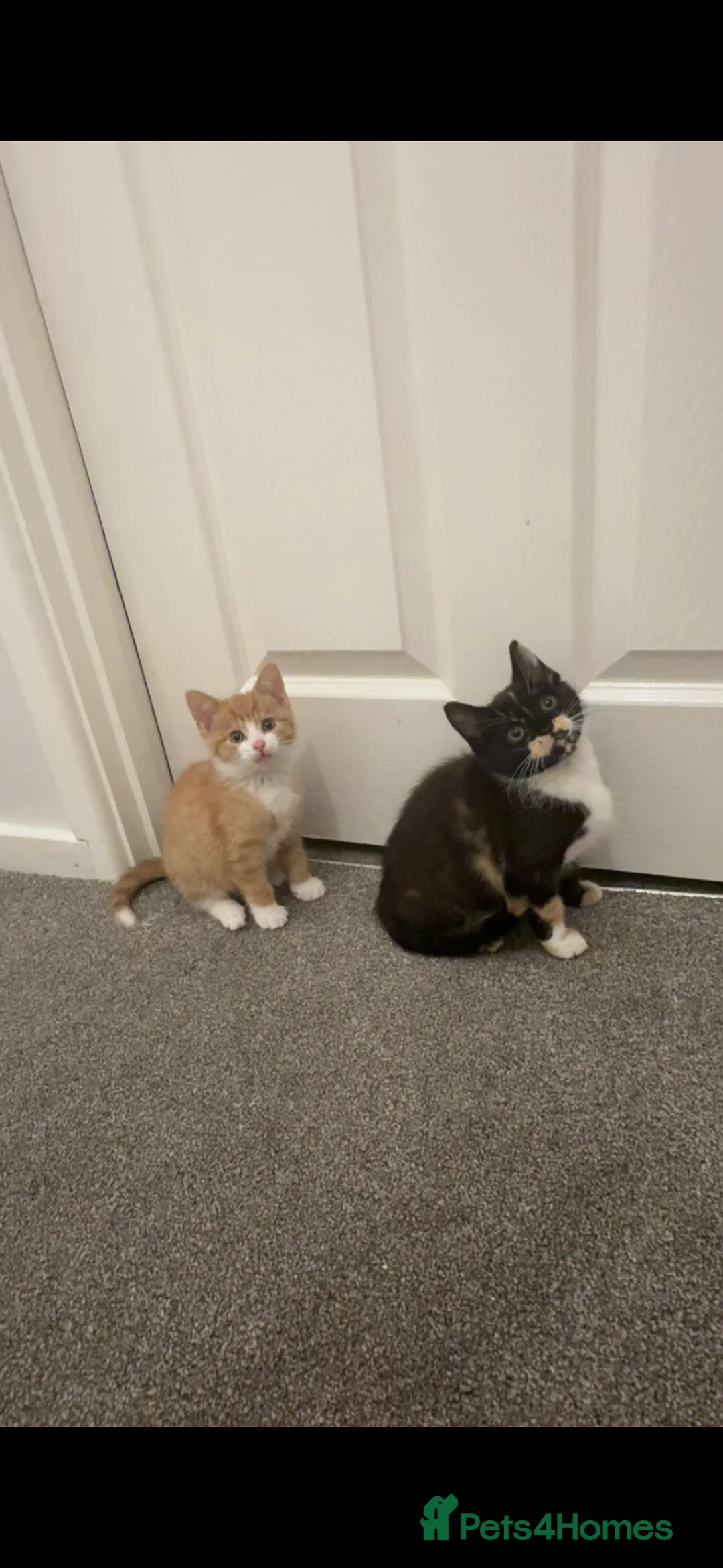 Mixed Breed cats for sale: Cats for re homing in Hull - Advert 5