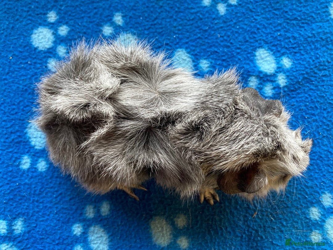 Guinea Pig rodents for sale: Stunning baby Abyssinian boar  - Image 4