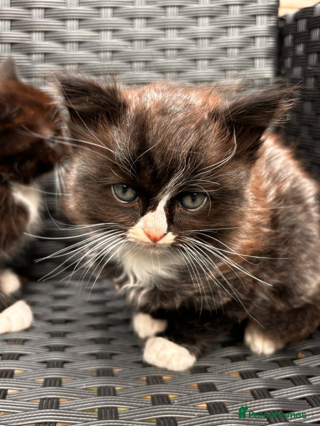 Mixed Breed cats for sale: Ragdoll mixed breed - Advert 3