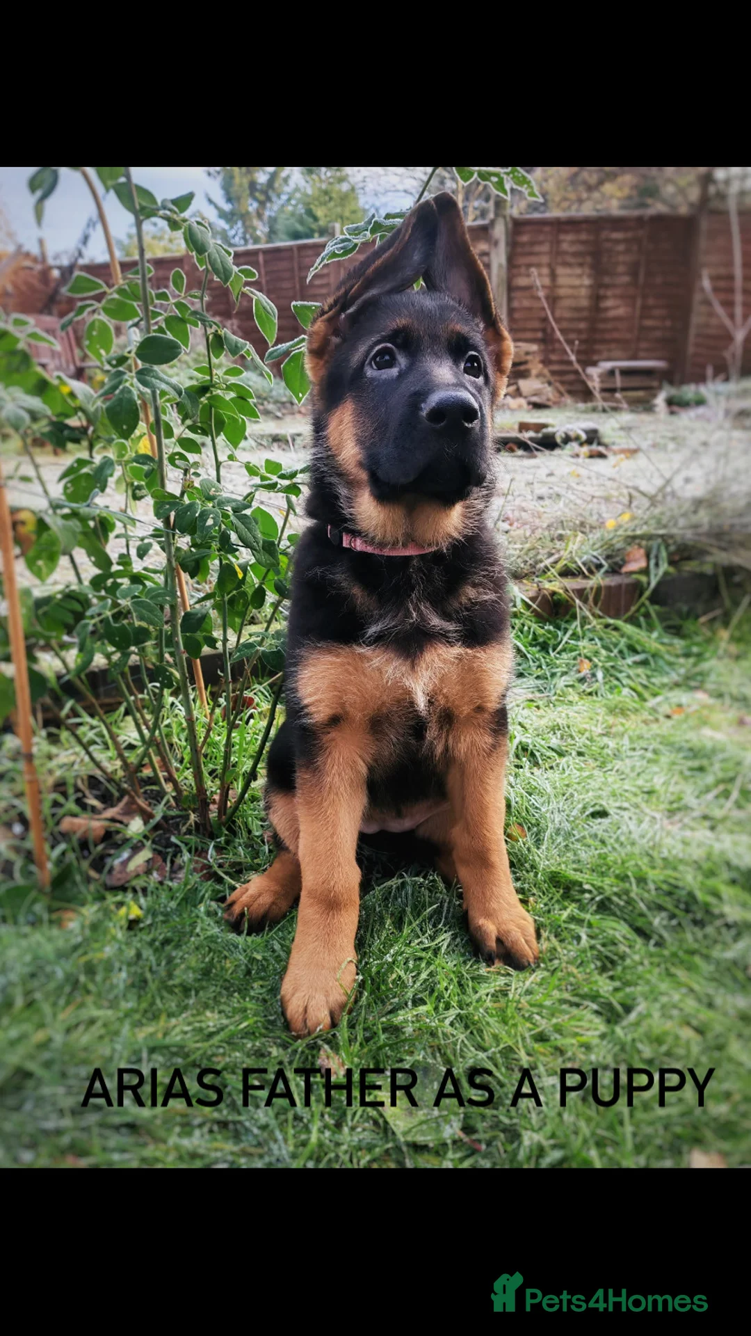 German Shepherd dogs for sale: HIGHprotection - performance ex police GSD  - Advert 10