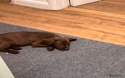 Cockerdor dogs for sale: Cockerdor Puppy  - Image 2