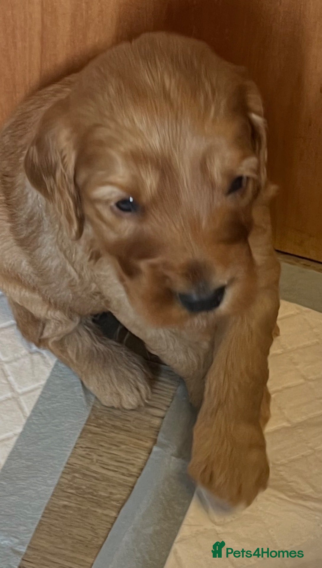 Cockapoo dogs for sale: 6 beautiful cockapoos  - Advert 2