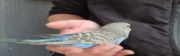 Budgerigars birds for sale: 4 blue chicks and 1 adult male  - Advert 19